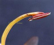  Monothecous anther with one line of dehiscence